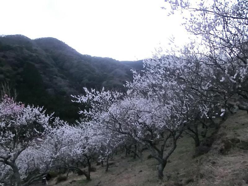 Yugawara Onsen Kawasegien Isuzu Hotel Atami  Eksteriør billede